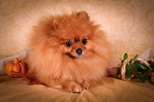 Spitz alemán, Perro raza Pomerania — Foto de Stock