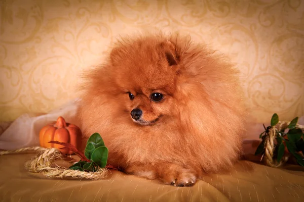 German Spitz, Dog breed Pomeranian — Stock Photo, Image
