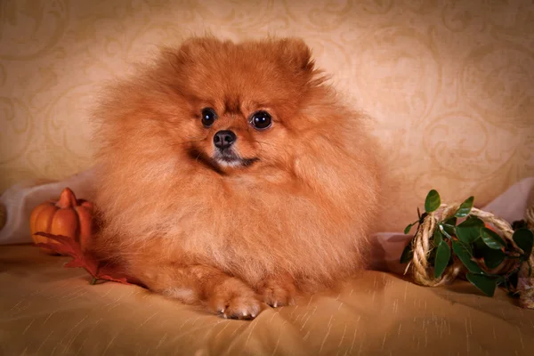 Німецький шпіц, собака породи Померанський шпіц — стокове фото
