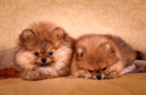German Spitz, Dog breed Pomeranian