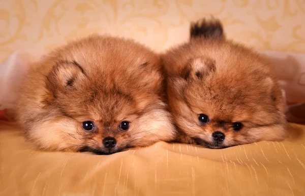 Alemão Spitz, raça cão Pomeranian — Fotografia de Stock
