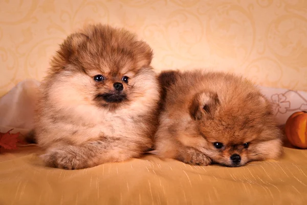 German Spitz, Dog breed Pomeranian — Stock Photo, Image