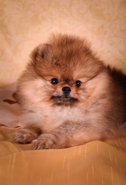 German Spitz, Dog breed Pomeranian — Stok Foto