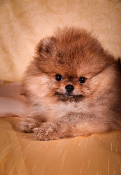 Spitz alemán, Perro raza Pomerania — Foto de Stock