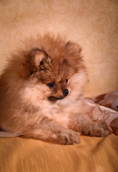 German Spitz, Dog breed Pomeranian — Stock Photo, Image