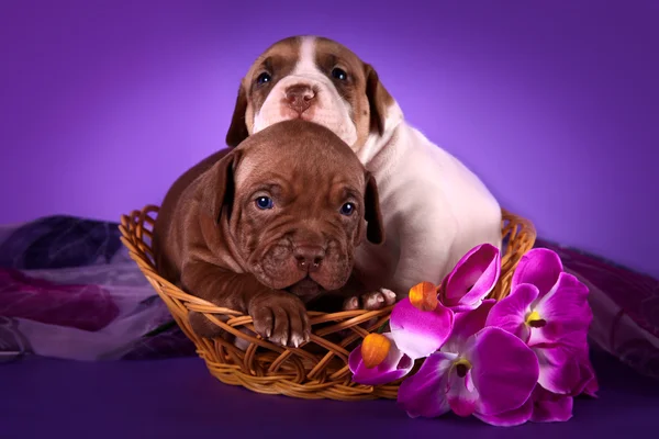 Pit Bull puppy on a bright background — Stock Photo, Image