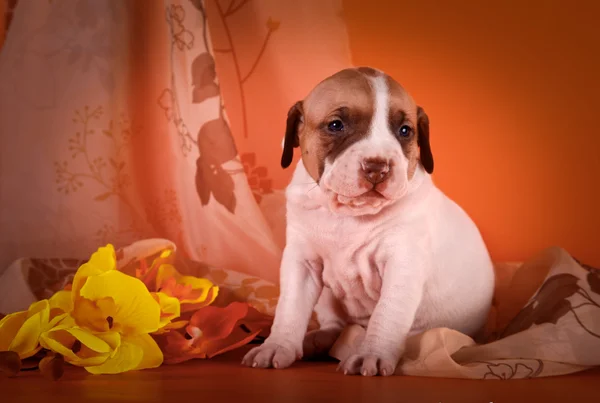 Pit Bull cucciolo su uno sfondo luminoso — Foto Stock
