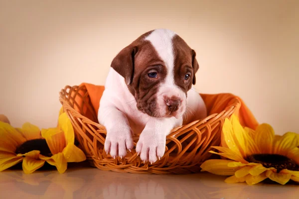 Pit bull puppy — Stock Photo, Image