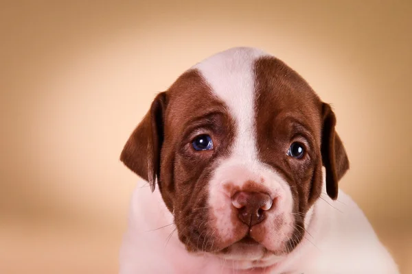 Pit bull puppy — Stock Photo, Image