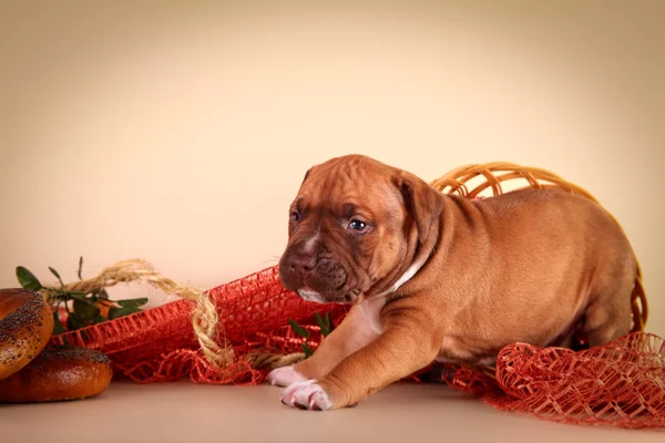 Pit bull puppy — Stock Photo, Image