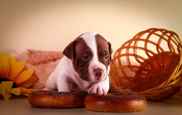 Pit bull puppy — Stock Photo, Image