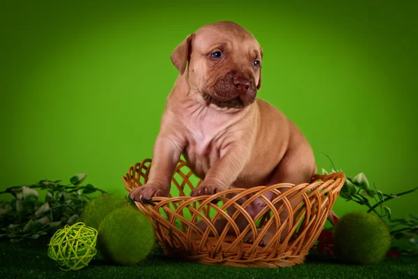 Pit bull puppy — Stock Photo, Image