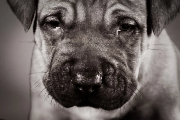 핏불 강아지 — 스톡 사진