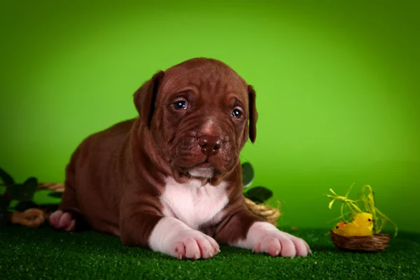 Pit Bull cucciolo — Foto Stock