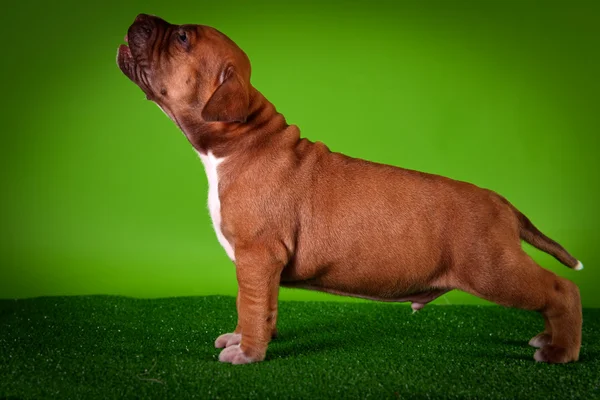 Pit bull puppy — Stock Photo, Image