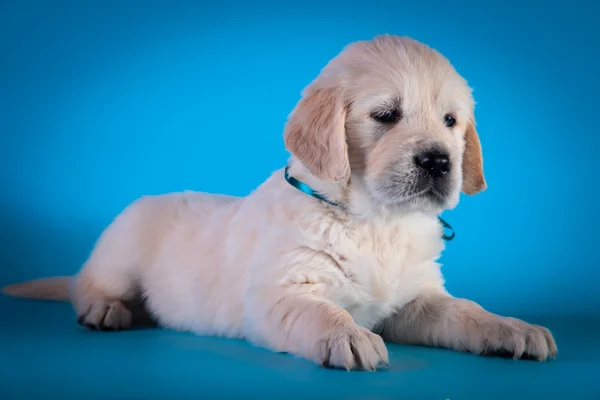 Köpek ırkı golden retriever yavru — Stok fotoğraf