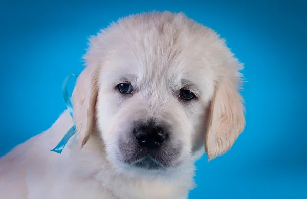 Cachorro Golden Retriever de raza canina — Foto de Stock