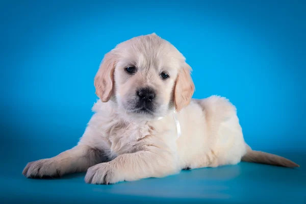 Dog breed Golden Retriever Puppy — Stock Photo, Image