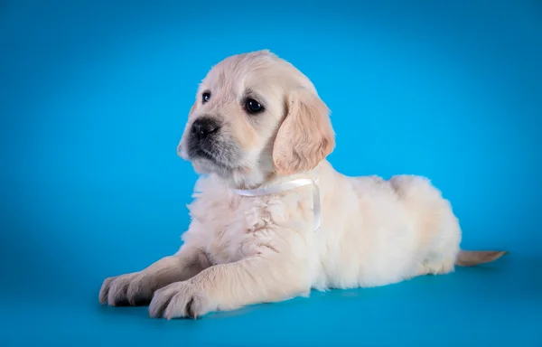 Cachorro Golden Retriever de raza canina — Foto de Stock