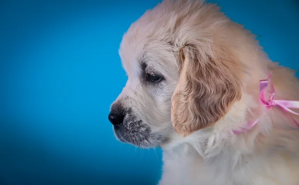 Hondenras gouden retriever pup — Stockfoto