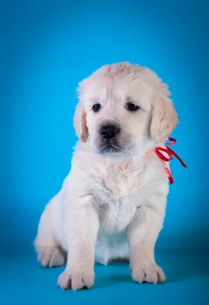 Cão raça Golden Retriever Filhote de cachorro — Fotografia de Stock