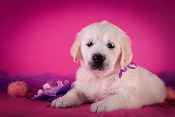 Cão raça Golden Retriever Filhote de cachorro — Fotografia de Stock