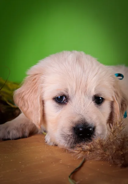 Köpek ırkı golden retriever yavru — Stok fotoğraf