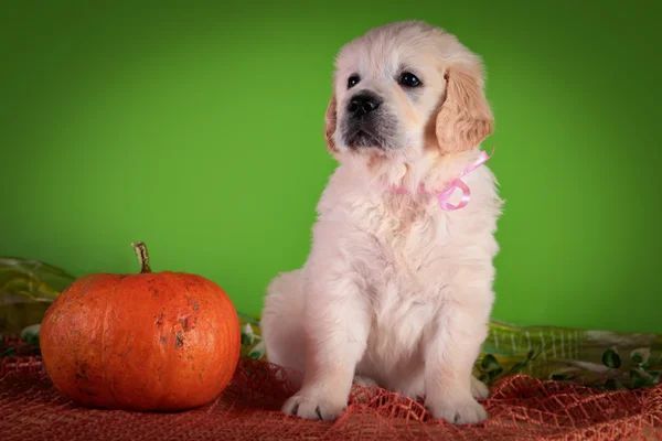 Cão raça Golden Retriever Filhote de cachorro — Fotografia de Stock