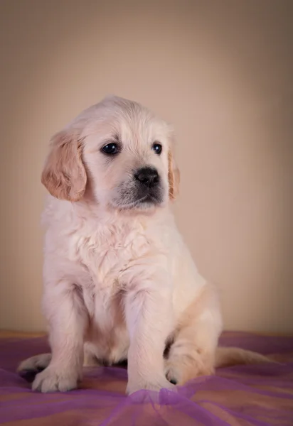 Cachorro Golden Retriever de raza canina — Foto de Stock