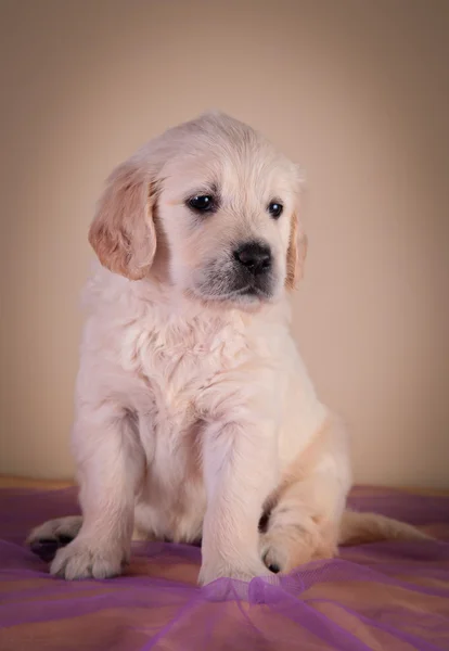 Chien de race Golden Retriever chiot — Photo