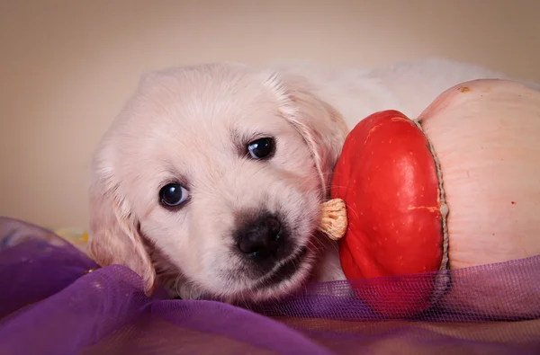 Köpek ırkı golden retriever yavru — Stok fotoğraf