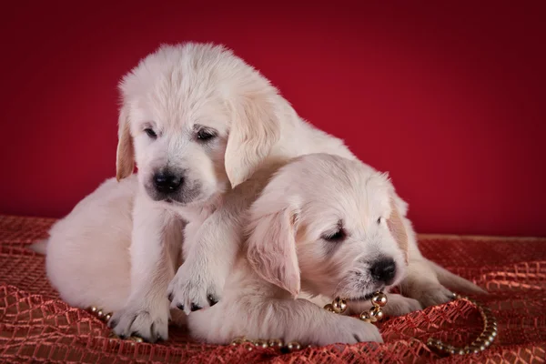 Cachorro Golden Retriever de raza canina — Foto de Stock