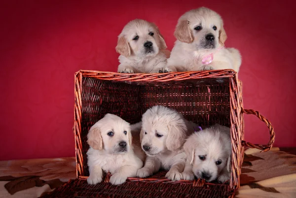 Pies rasy golden retriever szczeniak — Zdjęcie stockowe