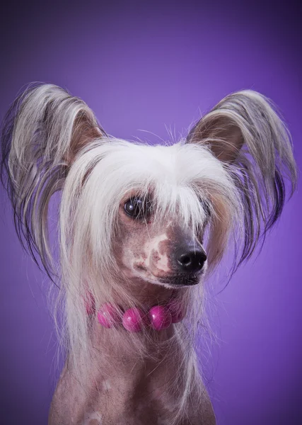 Chinese crested dog — Stock Photo, Image