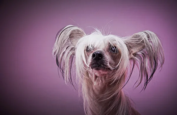 Cane Crested cinese — Foto Stock