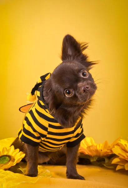 Raça de cães Chihuahua — Fotografia de Stock