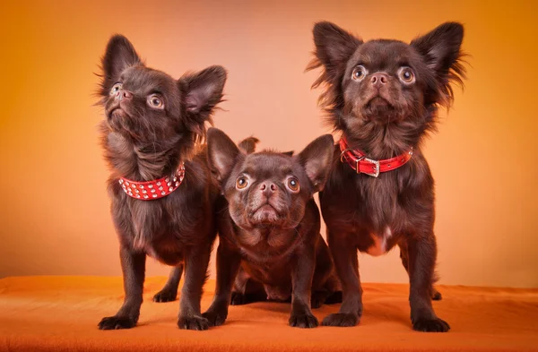 Raça de cães Chihuahua — Fotografia de Stock