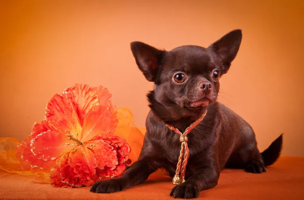 Hunderasse Chihuahua — Stockfoto