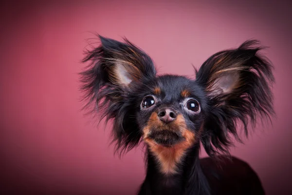Terrier in miniatura, toy terrier — Foto Stock