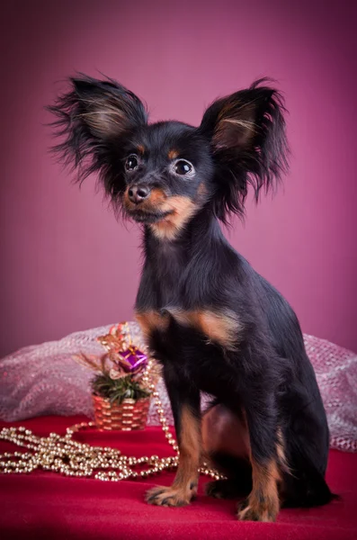 Miniatur Terrier, Spielzeug Terrier — Stockfoto