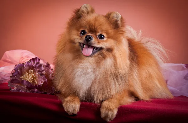 Tysk spets, hund rasen pomeranian — Stockfoto