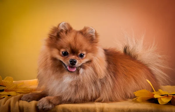 Alman spitz, pomeranian köpek doğurmak — Stok fotoğraf