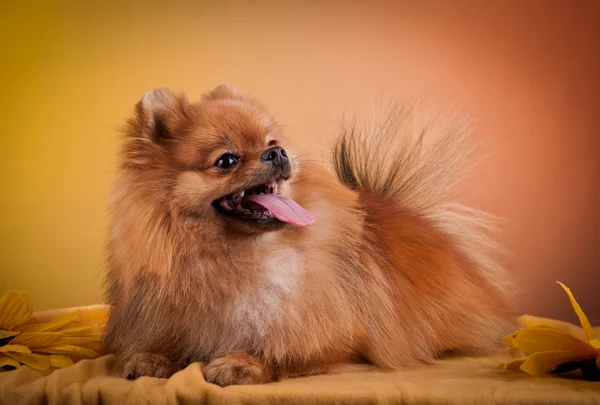 Raça de cães Pomeranian — Fotografia de Stock