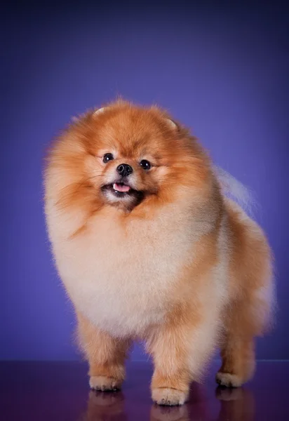 Raça de cães Pomeranian — Fotografia de Stock