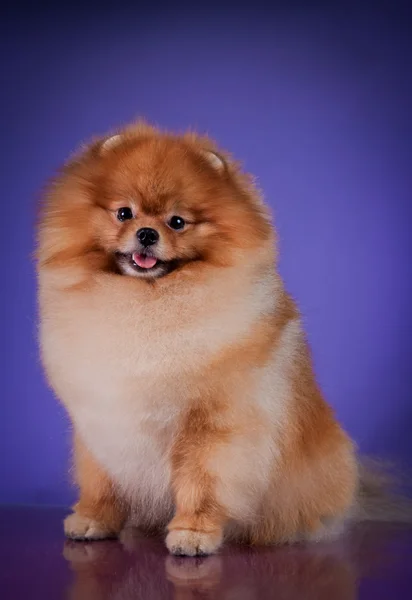 Razza di cane Pomerania — Foto Stock