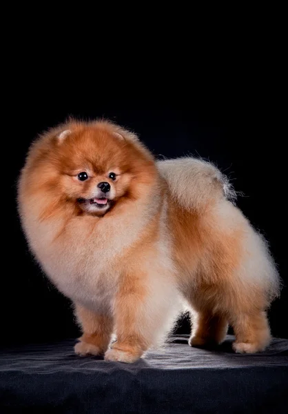 Tedesco Spitz, Cane razza Pomerania — Foto Stock