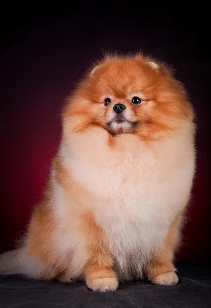 Alemão Spitz, raça cão Pomeranian — Fotografia de Stock