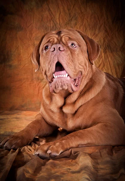 Dogue De Bordeaux — Stock fotografie