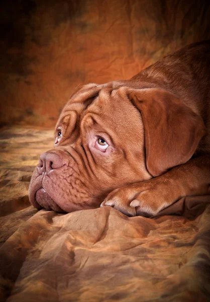 Dogue de bordeaux — Photo