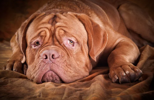 Dogue de Bordeaux — Stock Photo, Image